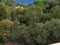 Außen, Villa Gaby mit beheiztem Pool, Dugi Otok, Kroatien Božava